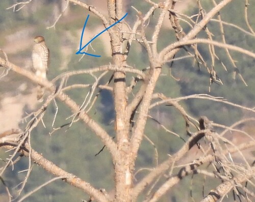 Cooper's Hawk