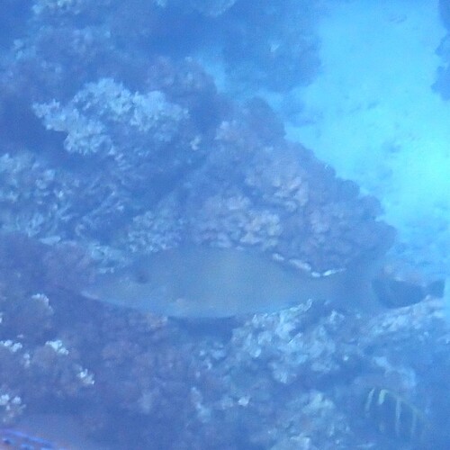 Lethrinus olivaceus observed 2026-09-21