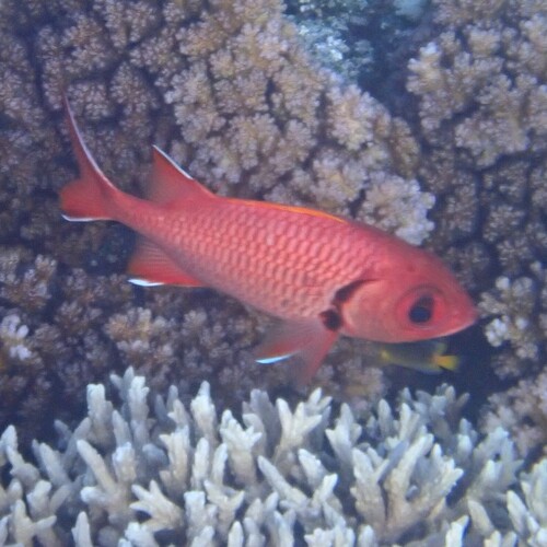 Myripristis berndti observed 2026-09-21