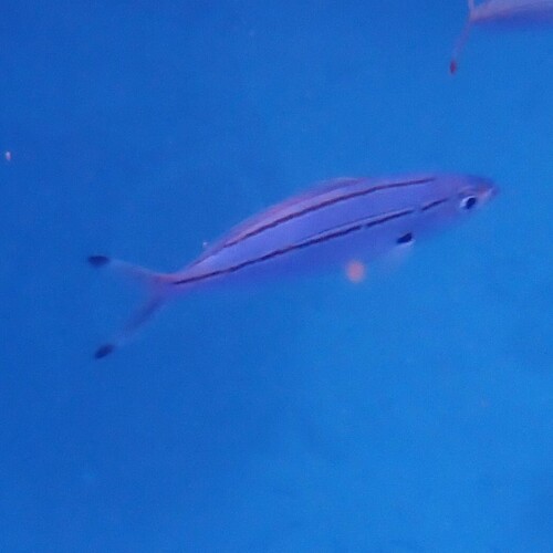 Pterocaesio digramma observed 2026-09-21