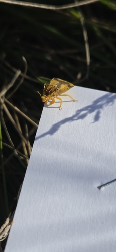 Jagged Ambush Bug