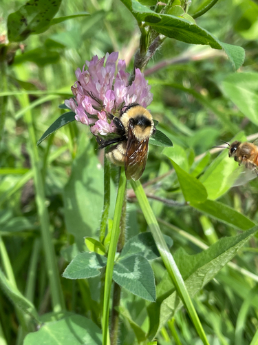 Golden Northern Bumble Bee