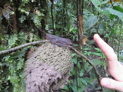 Colpolopha latipennis