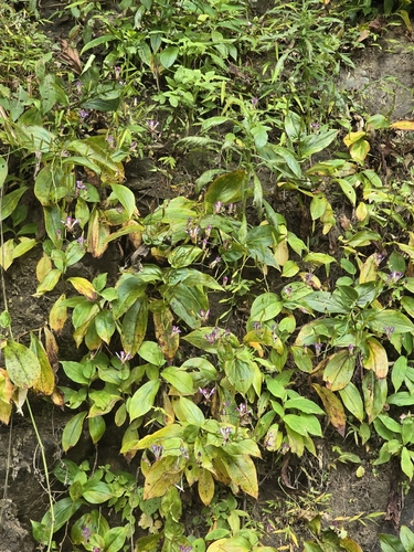Tricyrtis lasiocarpa