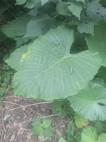 Asian Taro