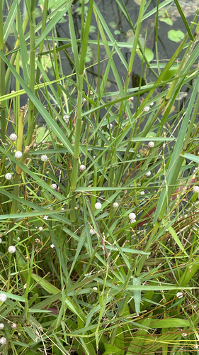 Eriocaulon sexangulare observed 2026-09-24