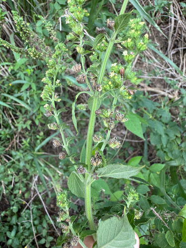 Mesosphaerum pectinatum, photograph 2