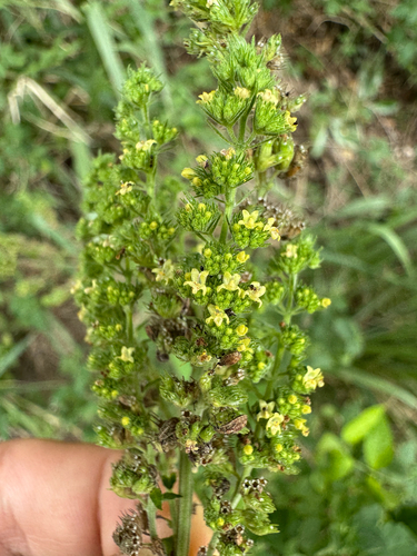 Mesosphaerum pectinatum observed 2026-09-22