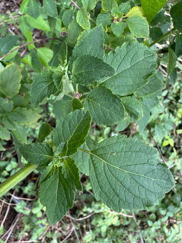 Mesosphaerum pectinatum, photograph 3