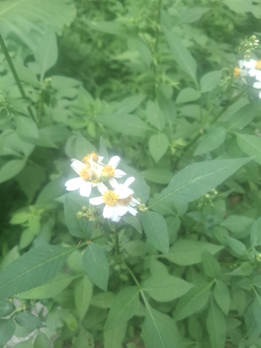 White beggarticks