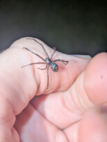 Northern Black Widow
