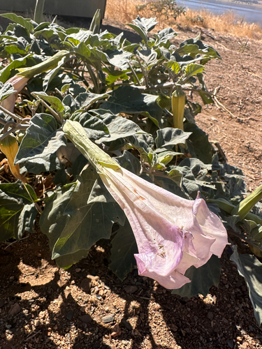 Sacred Datura