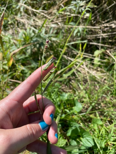 Hairy Cupgrass