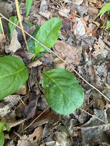 Pyrola elliptica, photograph 2