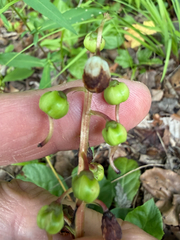 Pyrola elliptica, photograph (c) Patrice Dupont, some rights reserved (CC BY)