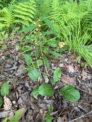 Pyrola elliptica