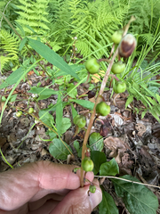 Pyrola elliptica, photograph (c) Patrice Dupont, some rights reserved (CC BY)