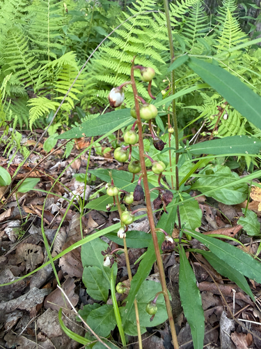 Pyrola elliptica, photograph 4