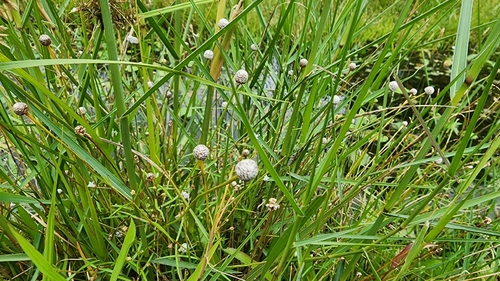 Eriocaulon sexangulare observed 2026-09-24