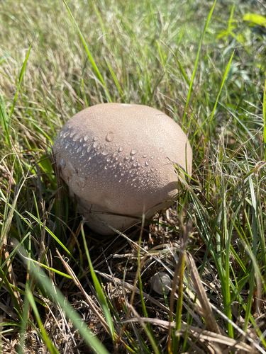 Purple-spored Puffball