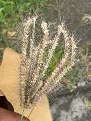 Chloris barbata, photograph (c) Matteo Bellucci, some rights reserved (CC BY)