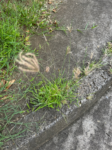 Chloris barbata, photograph 3