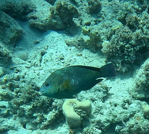 Dotted Parrotfish