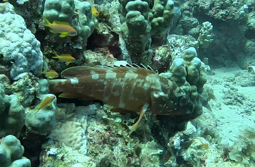 Blacktip Grouper