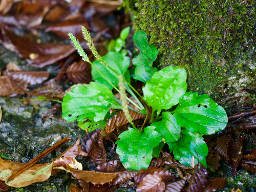 Plantago asiatica, photograph 2