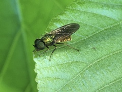 Chloromyia