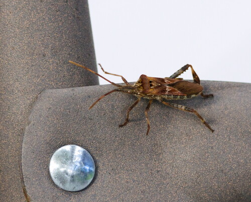 Western Conifer Seed Bug