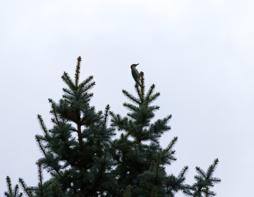 Red-bellied Woodpecker