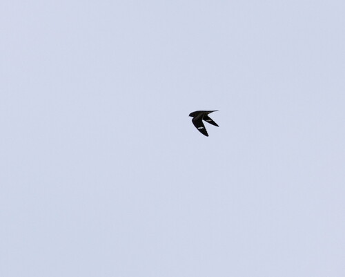 Common Nighthawk