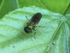 Chloromyia