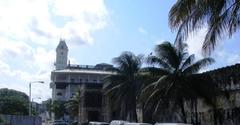 Cocos nucifera