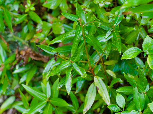 Quercus sessilifolia