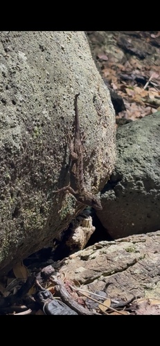 Anolis sagrei observed 2026-09-23