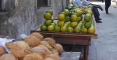 Cocos nucifera