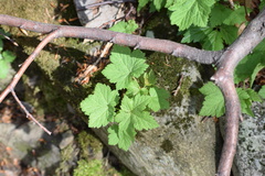 Ribes petraeum