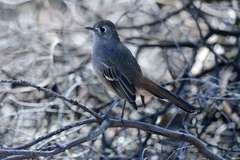 Drymodes brunneopygia