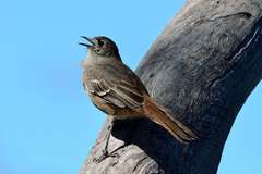 Drymodes brunneopygia