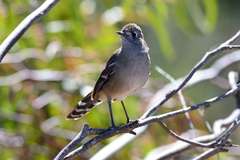 Drymodes brunneopygia