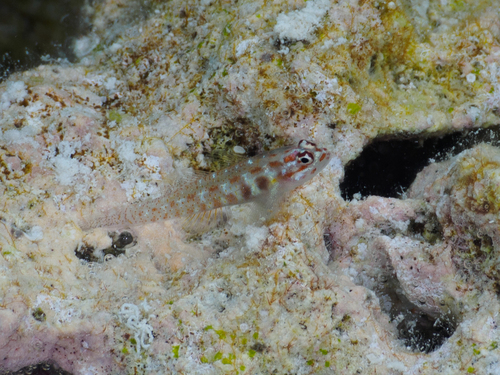 Eviota albolineata observed 2026-09-21