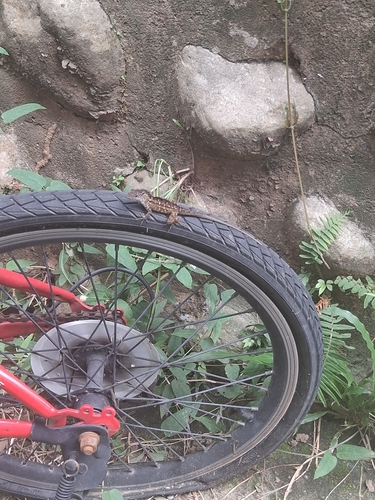 Brown Anole