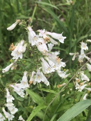 Penstemon arkansanus