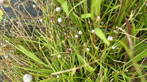Eriocaulon sexangulare observed 2026-09-24