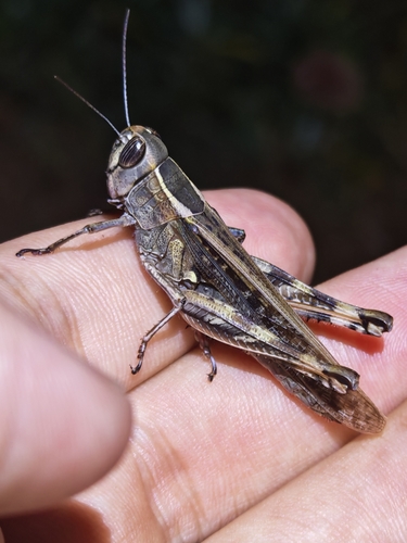 Shirakiacris shirakii