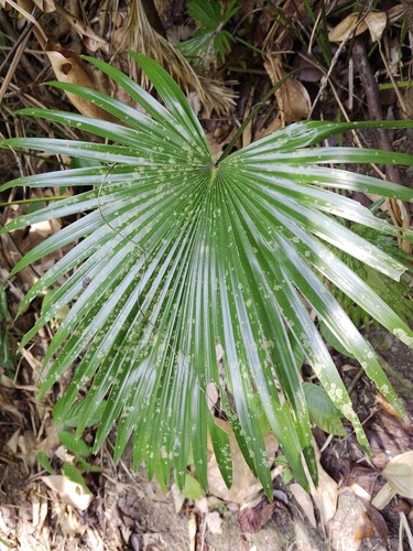 Saribus rotundifolius observed 2026-09-24