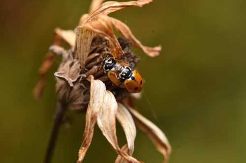 Variegated Lady Beetle