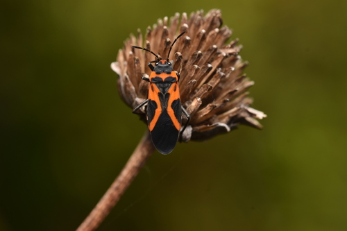 False Milkweed Bug